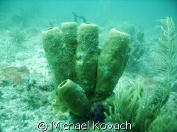 The First Reef line at Lauderdale by the Sea by Michael Kovach 